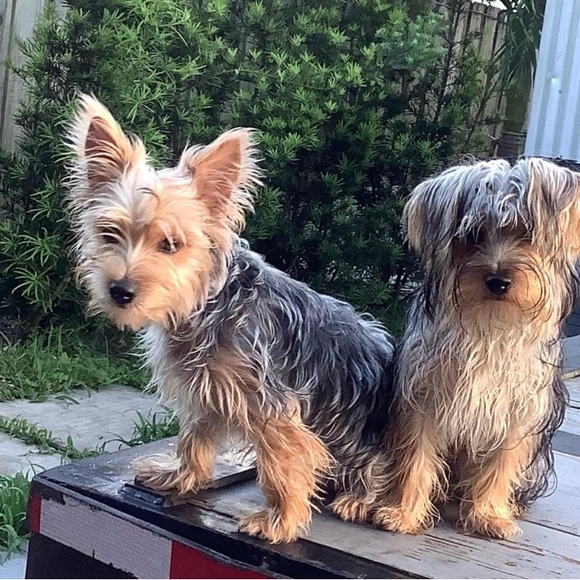 Meet your Posher, yamy - Picture 9 of 10